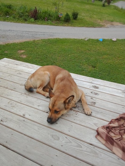 Ace, an adoptable dog at Mud Creek Animal Rescue