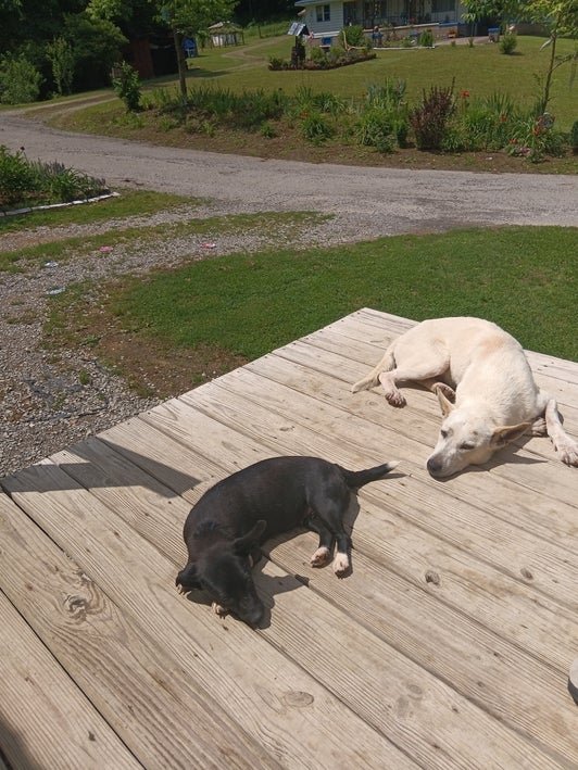 Babs, an adoptable dog at Mud Creek Animal Rescue